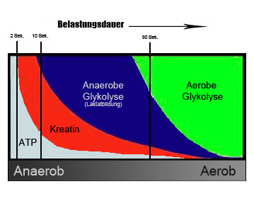 Energiebereitstellung bei zunehmender Belastungsdauer.
